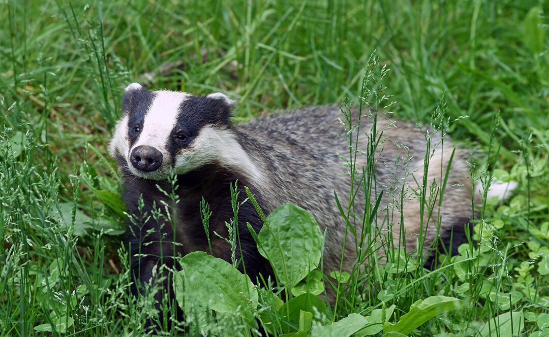 quels-animaux-vivent-dans-les-haies-en-milieu-rural