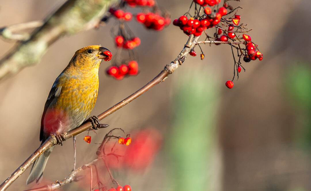 quels-fruits-attirent-les-oiseaux-en-hiver
