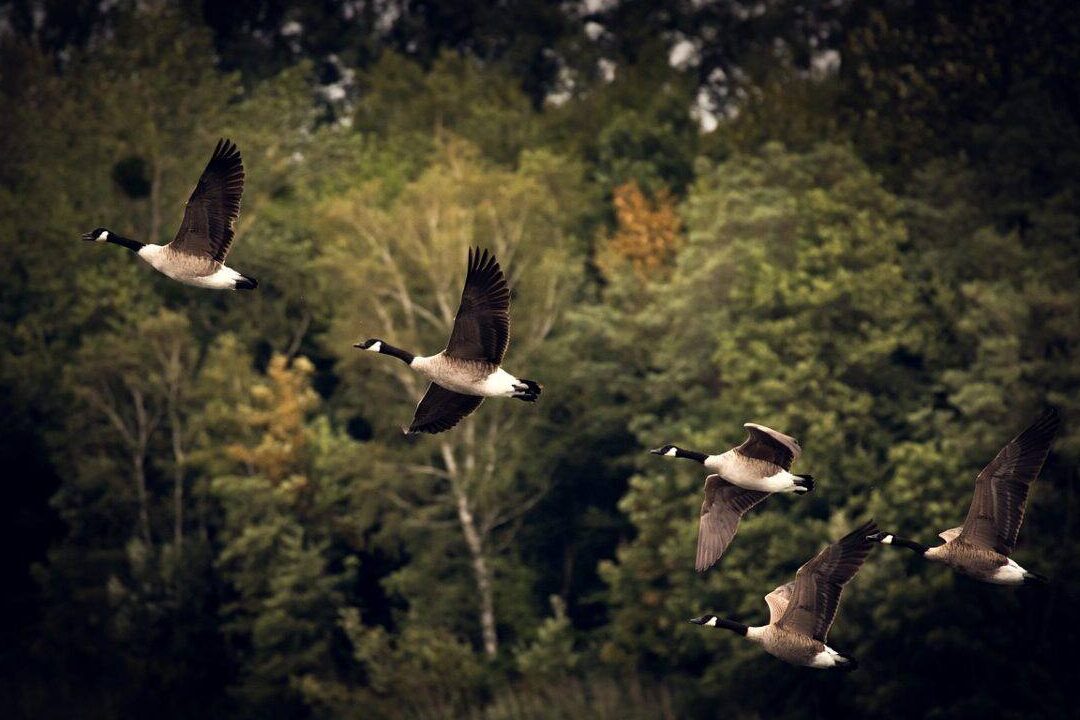 quels-oiseaux-bravent-lhiver-sans-migrer