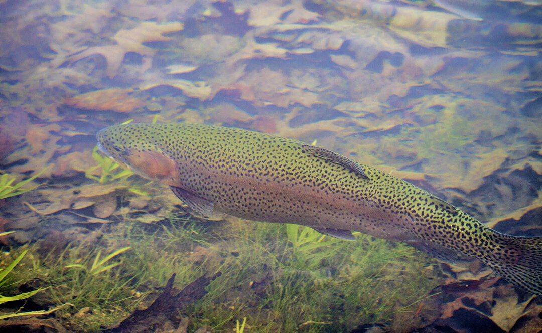 quels-poissons-vivent-en-eau-douce-en-france