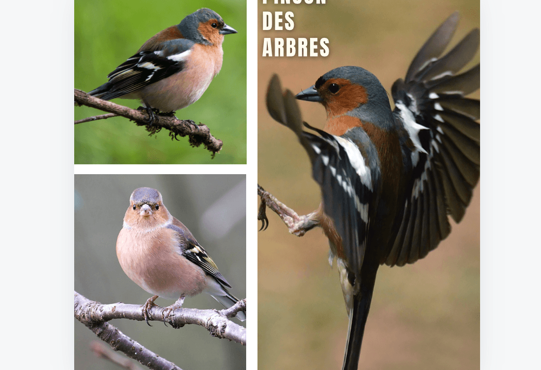 quels-sont-les-oiseaux-migrateurs-visibles-en-france