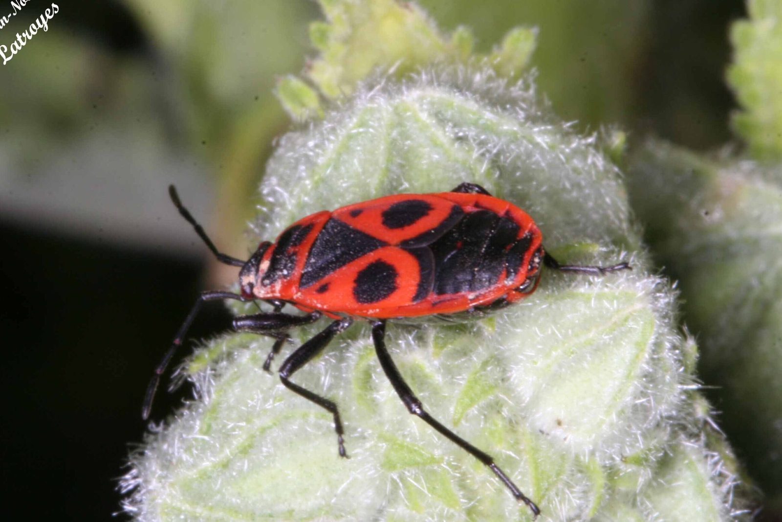 strategies-de-camouflage-des-insectes-les-plus-etonnantes