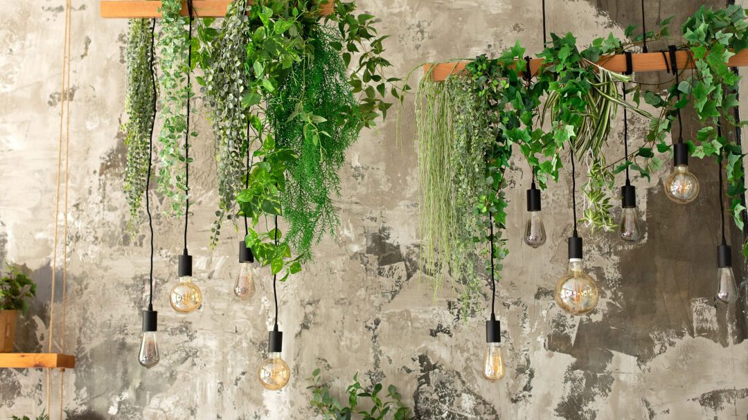 plante-dinterieur-liane-comment-choisir-et-entretenir-votre-touche-de-verdure-suspendue