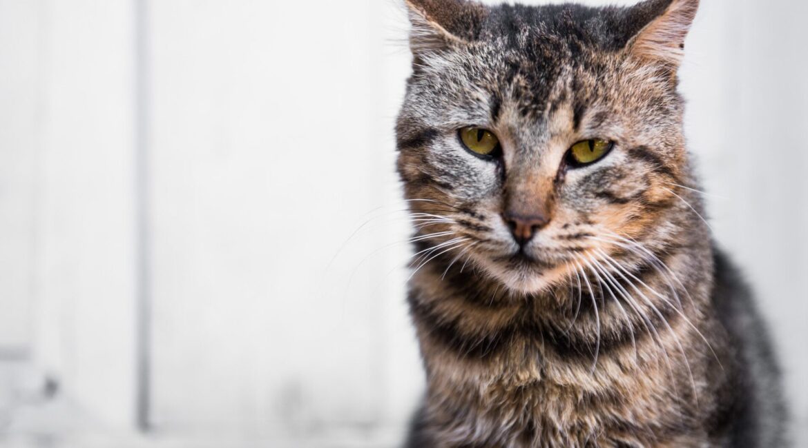 Comment adapter l’alimentation d’un chat senior pour préserver sa santé ?