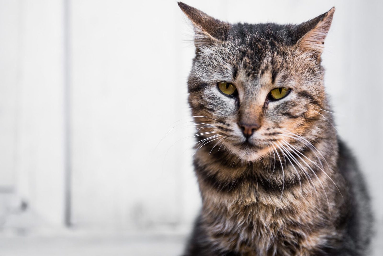 Comment adapter l’alimentation d’un chat senior pour préserver sa santé ?