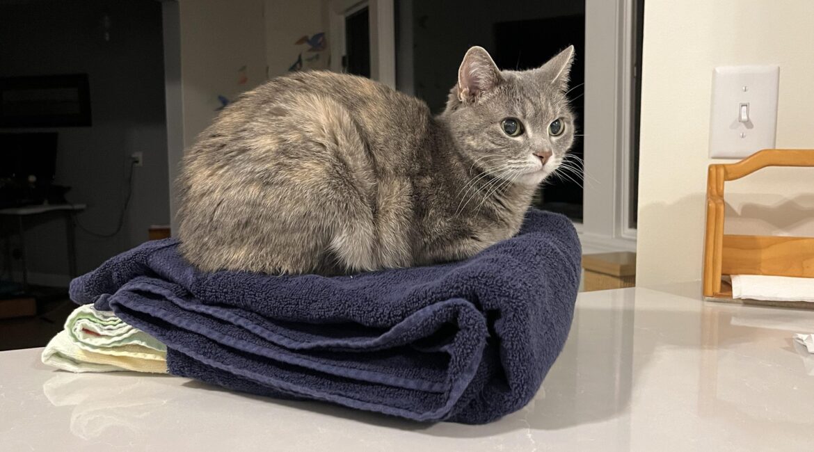 Comment savoir si mon chat vieillit bien sans me fier à son âge humain ?