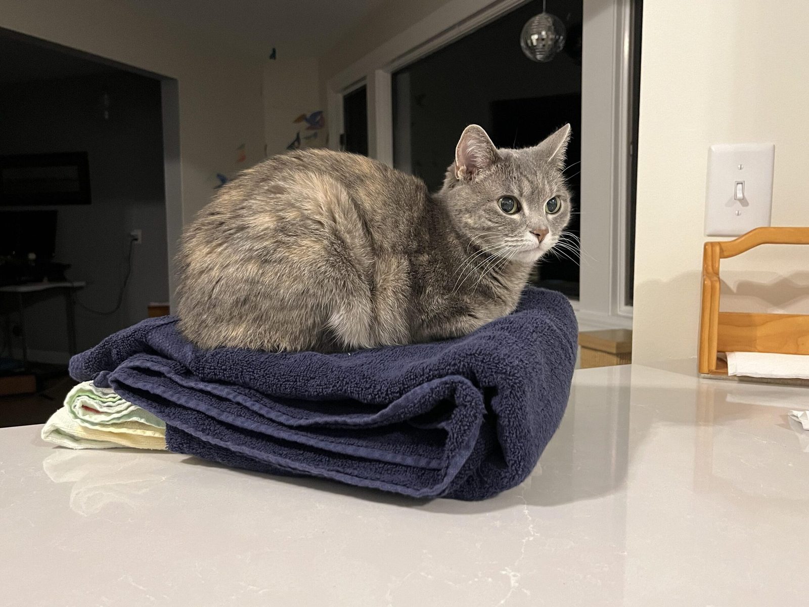 Comment savoir si mon chat vieillit bien sans me fier à son âge humain ?