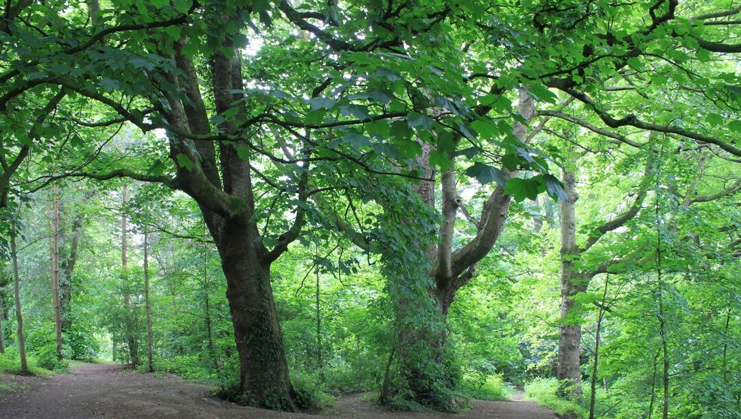 EcoTree : quand investissement rime avec protection des forêts et impact climatique