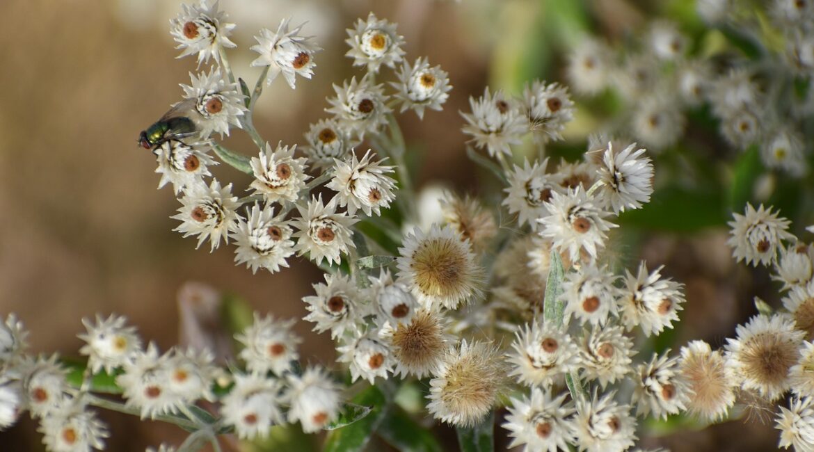 fleurs