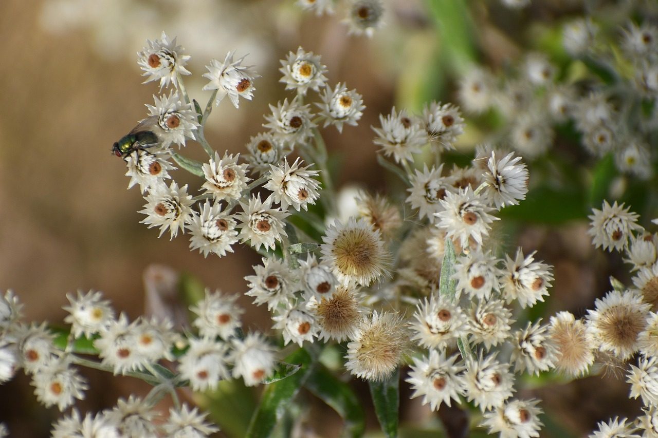 fleurs