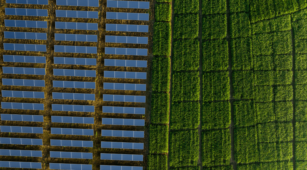 Panneaux solaires agrivoltaïsme installés au-dessus de cultures agricoles